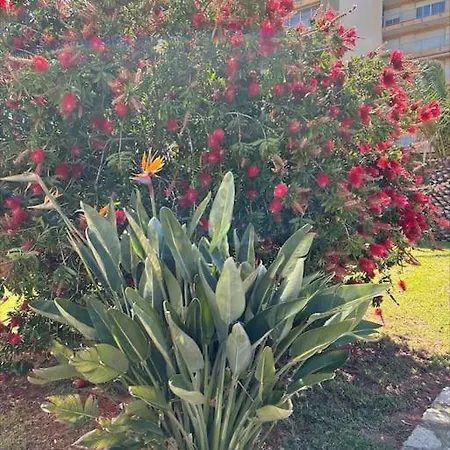 L'anjaure - Lavandou *