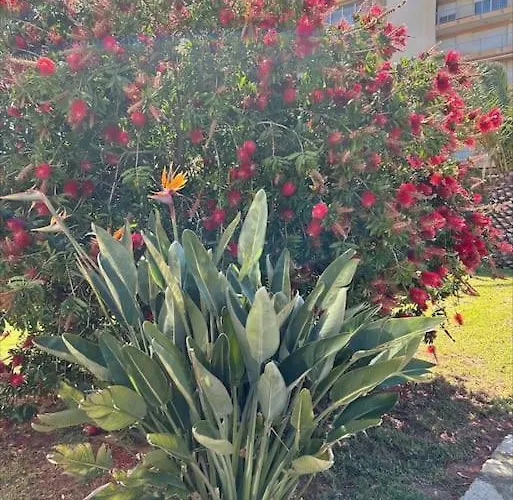 L'anjaure - Lavandou *